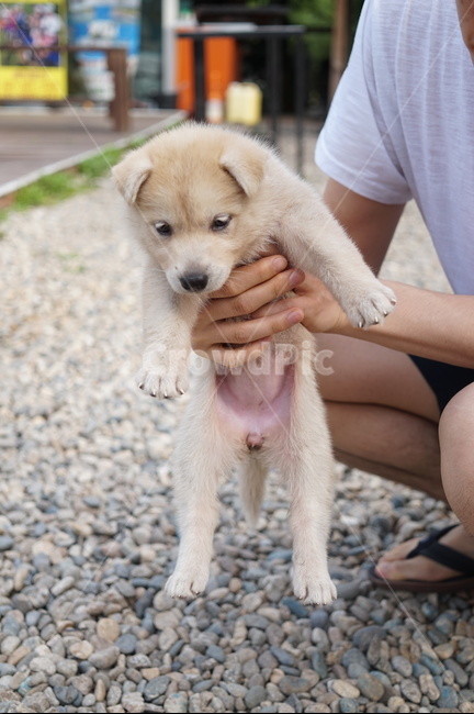 강아지,똥개,귀여운,개,아이보리,자갈,남자