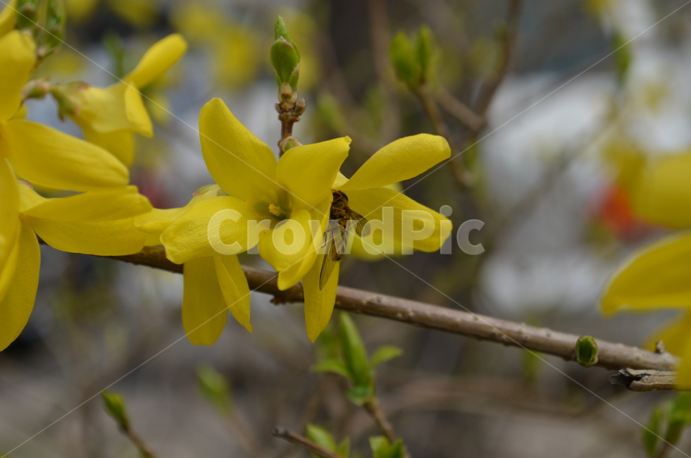 벌,꽃,봄,나무,노란꽃,봄,계절,spring,season,식물,자연,plants,nature,꽃,flower,plant