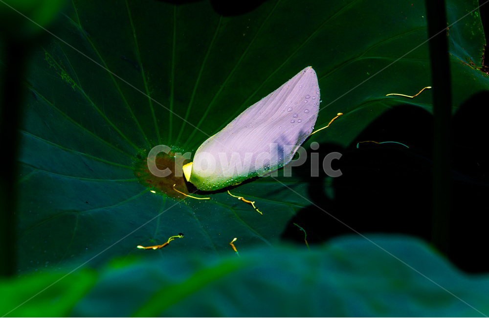 연입,낙화,꽃술,문양,무늬,식물,자연,plants,nature,꽃,flower