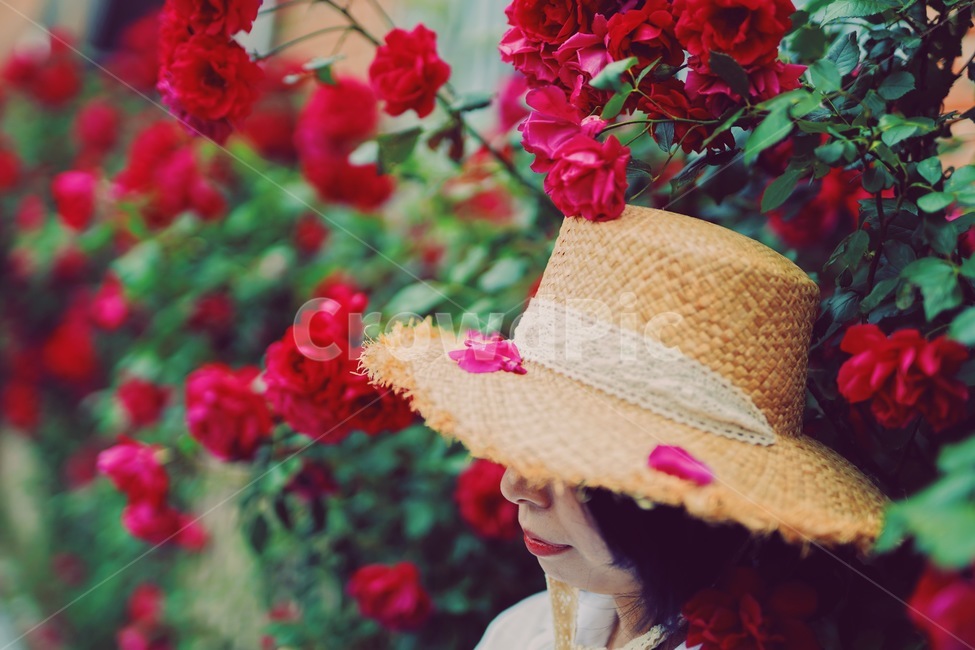 장미,꽃,분홍꽃,rose,flowe,r붉은,빨간색,아웃포커스,감성,보케,자연,색감,식물,자연,plants,nature,꽃,flower,사람,인물,인간,human,person,여성,여자,woman,female,lady,감성,sensible,feeling