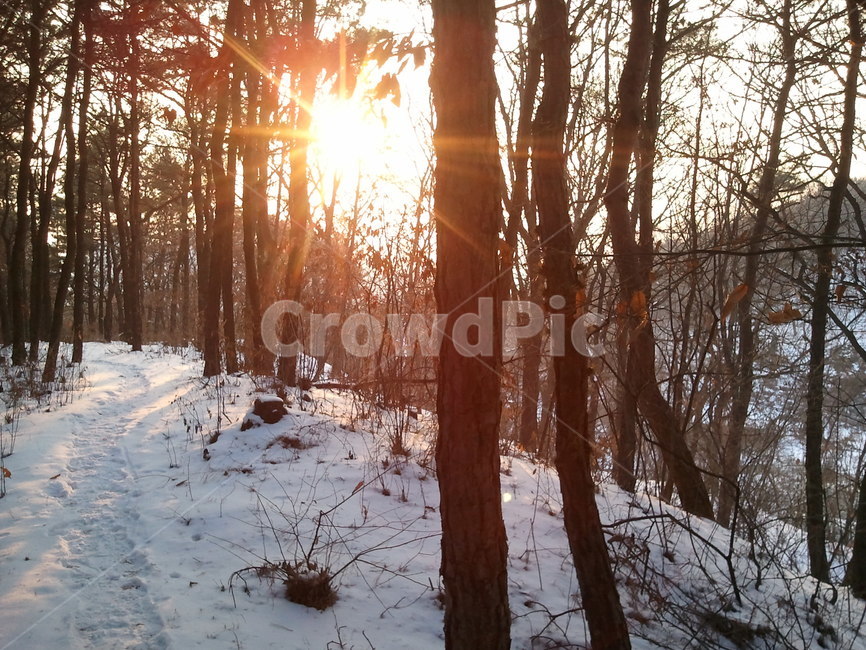 석양,소나무,일몰,송모,송침,상록침엽교목,겨울,계절,winter,season,자연,풍경,nature,landscape,flare,플레어,light,빛,sunlight,햇빛