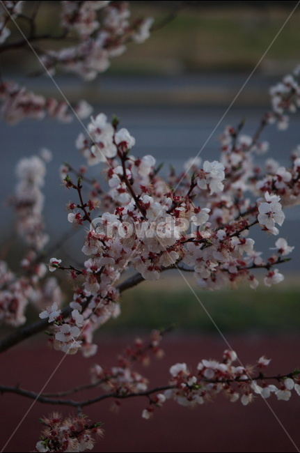 매화,봄,연핑크,길가,저녁,맑음,봄,계절,spring,season,식물,자연,plants,nature,꽃,flower,plant,blossom