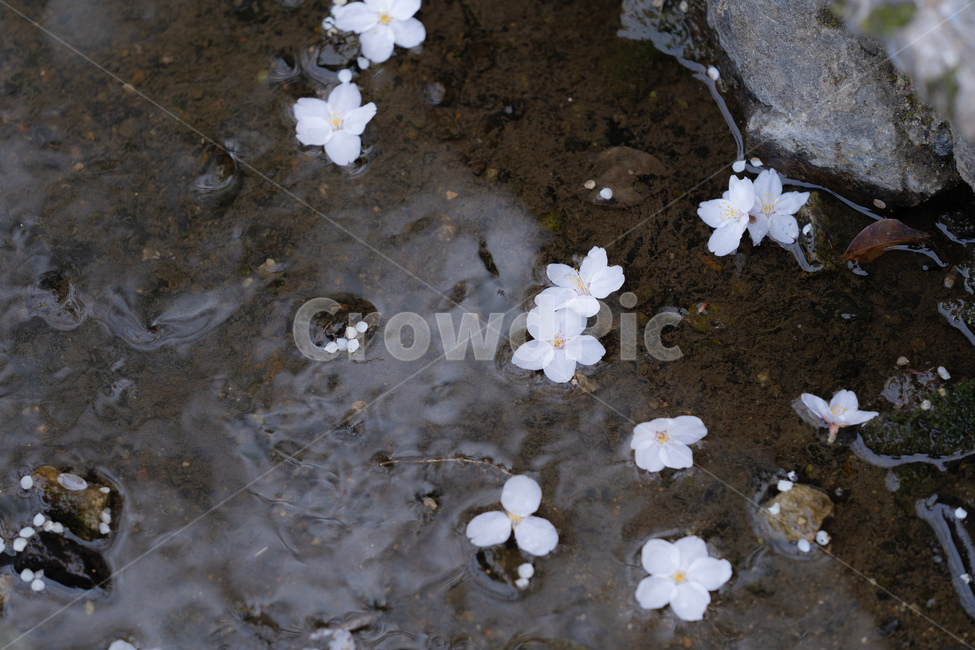봄,벚꽃,사쿠라,분홍,꽃,꽃잎,나무,자연,봄,계절,spring,season,꽃,flower,plant,식물,blossom,geranium,제라늄,petal