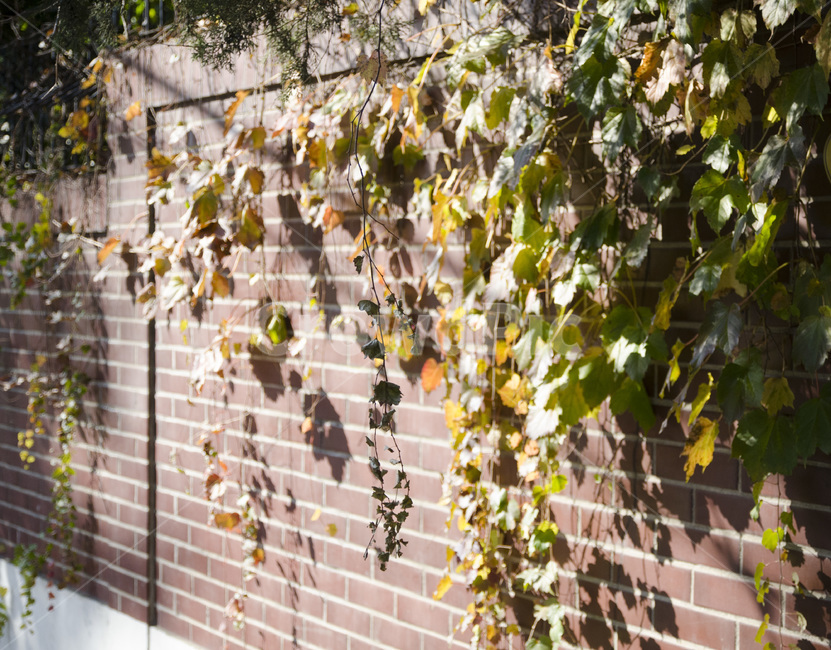 가을,덩굴,담벼락,덩굴식물,벽돌,빨간벽돌,갈색,가을,계절,fall,autumn,season,brick,plant,식물