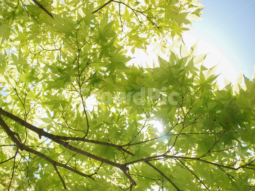 녹색,초록,green,나무,tree,햇빛,빛,sunlight,light,봄,spring,식물,자연,plants,nature,휴식,힐링,rest,relaxation,healing