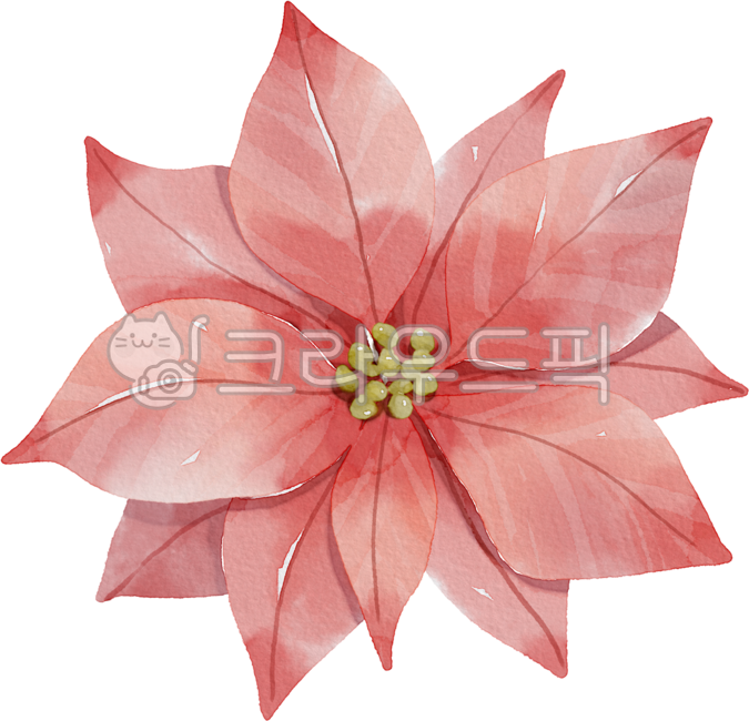 Decorating a diary,Element,winter,petal,poinsettia,drawing,christmas plants,graphic,hand drawing,png,flower,Dakku,watercolor,painting,christmas flowers,plant,illustration,Watercolor,design source