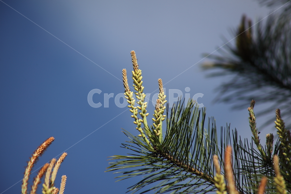 소나무,꽃,소나무꽃,봄,koreanredpine,식물,자연,plants,nature