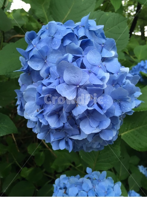 일본,수국,시골,アジサイ,紫陽花,파란수국,봄,계절,spring,season,식물,자연,plants,nature,꽃,flower,geranium,제라늄,blossom,plant