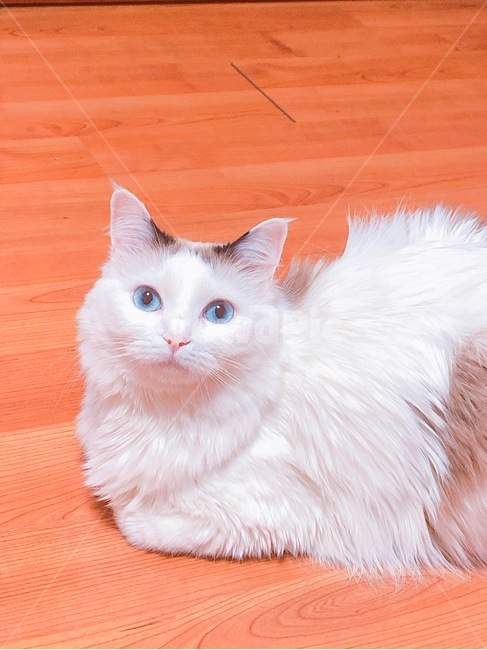 고양이,흰색,흰고양이,야옹이,파란눈,파랑,동물,animal,포유류,mammal,고양이,cat,kitten,kitty