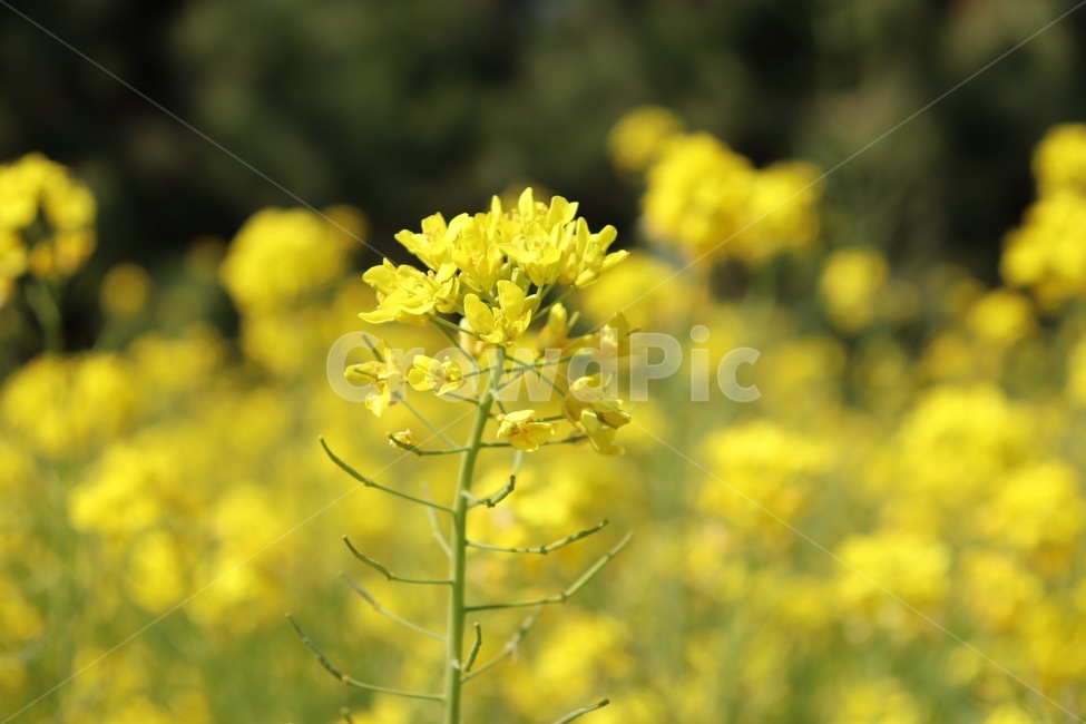 꽃,유채꽃,봄,봄꽃,flower