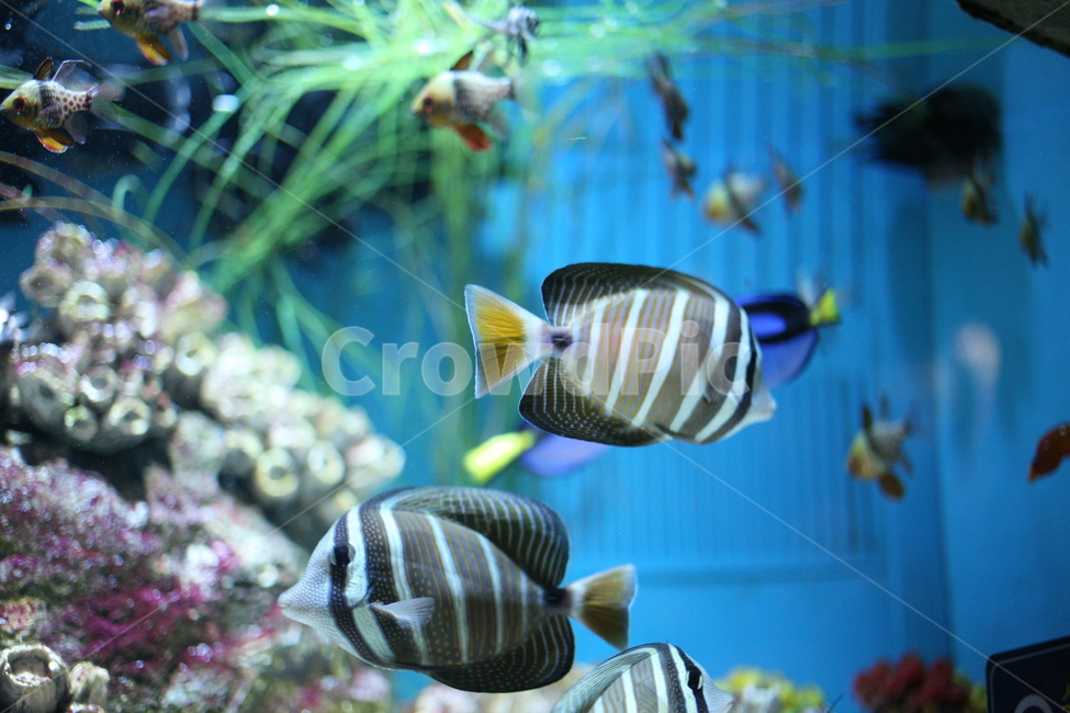 물고기,바다물고기,수조,수조관,바다,fish