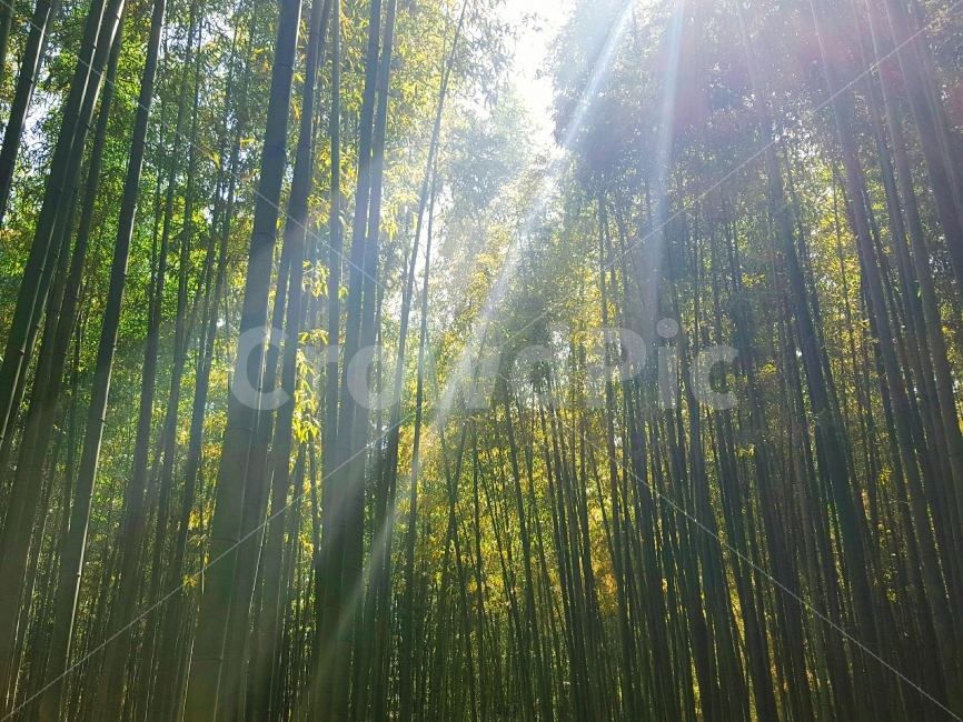 대나무,숲,나무,자연,햇살,햇빛,초록,대숲,대나무숲,울산,자연,풍경,nature,landscape,휴식,힐링,rest,relaxation,healing,sunlight,flare,플레어,light,빛
