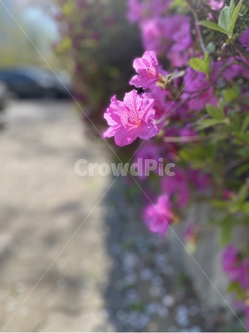 blossom,geranium,제라늄,식물,plant,꽃,flower,봄,개화