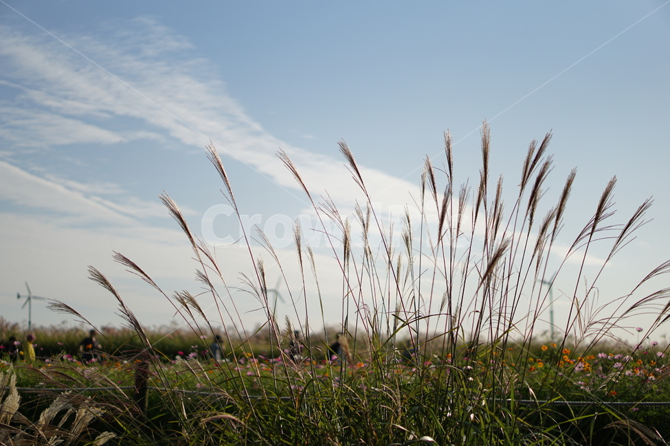 갈대,갈대밭,background,하늘,가을,가을하늘,풍경,풍차,grass,백그라운드,잔디,plant,식물,가을,계절,fall,autumn,season