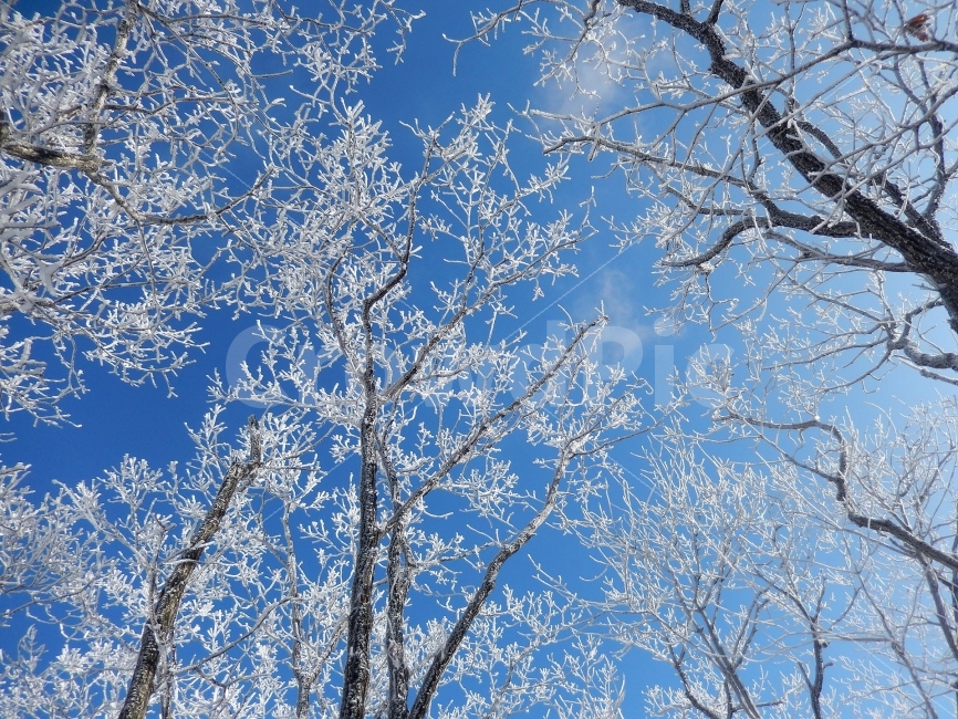 소백산,눈꽃풍경,상고대,겨울풍경,국립공원,겨울동화,힐링,감성,아름다움,뷰티풀,설국,눈풍경,파란하늘,100대명산,겨울명산,설경,서리꽃,영동,snow,landscape,눈,화이트,자연,신비로운,경이로운,천상,비경,치유,겨울,계절,winter,season,식물,자연,plants,nature,나무,trees,wood