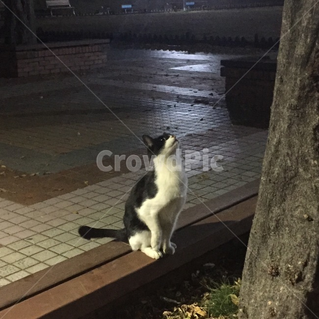 고양이,귀여움,밤,나무,공원
