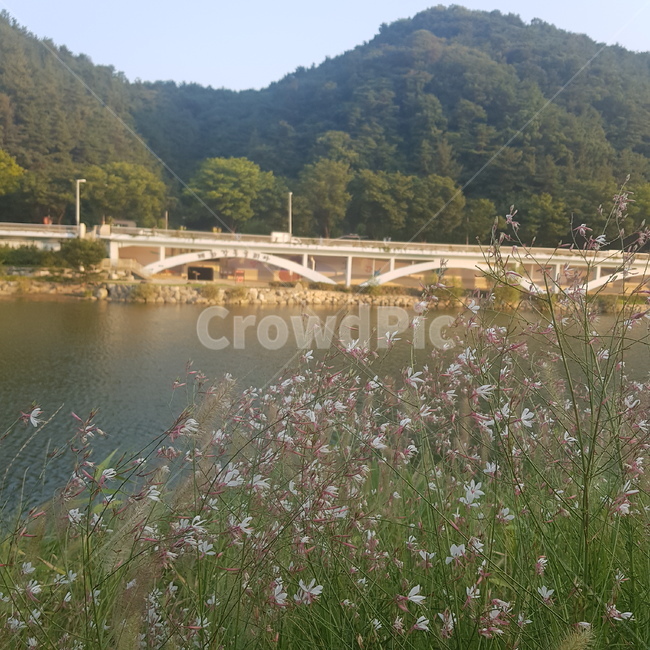 들꽃,꽃,풀꽃,강,강물,다리,산,하늘,태화강