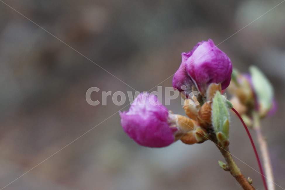 봄,3월,진달래꽃,진달래,분홍색,꽃봉오리,녹색,새순,꽃잎,봄,계절,spring,season,식물,자연,plants,nature,꽃,flower,plant