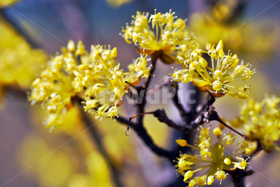 산수유,노란꽃,봄,계절,식물,꽃,식물,자연,plants,nature,꽃,flower
