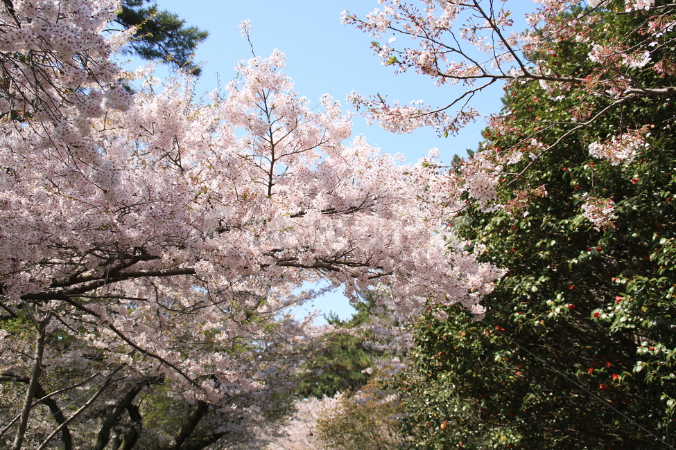봄,벚꽃,하늘,벚꽃놀이,꽃,식물,자연,plants,nature,꽃,flower