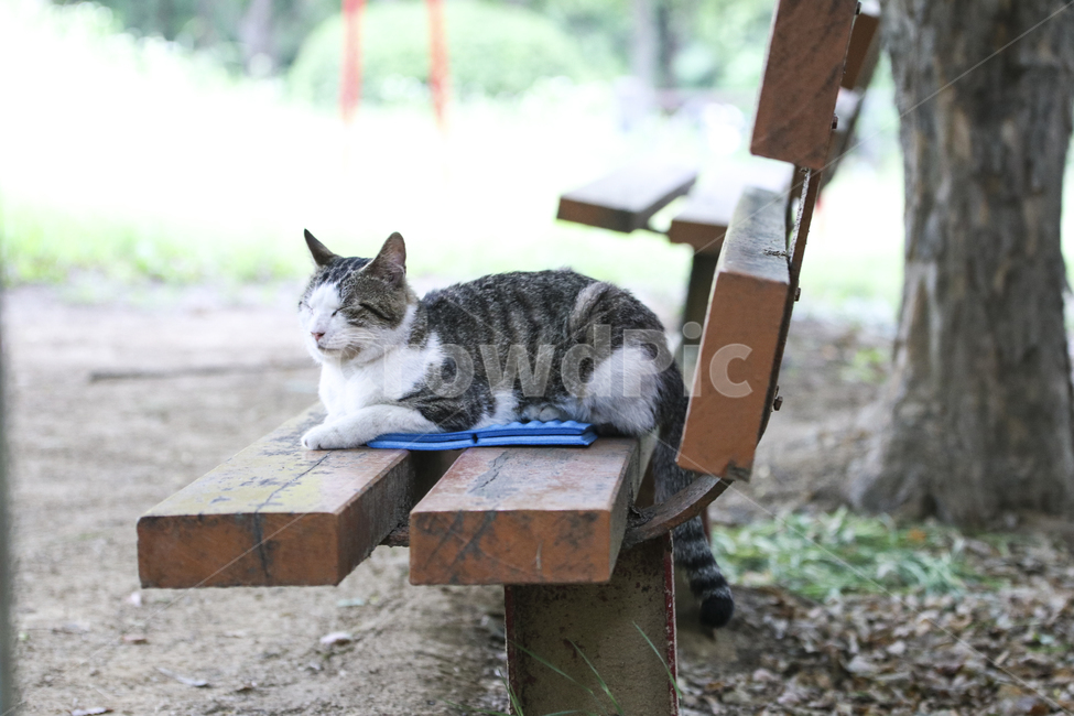 고양이,반려동물,애완동물,귀여움,동물,잠자는고양이,동물,animal,포유류,mammal,고양이,cat,kitten,kitty