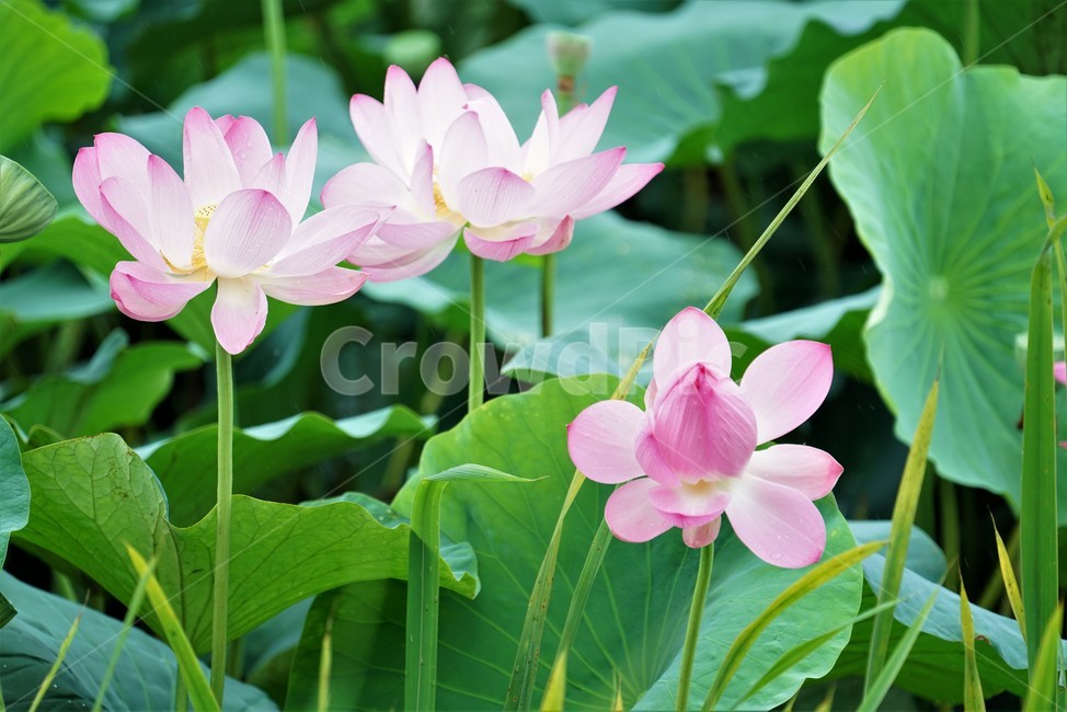 연꽃,련꽃,땅속줄기,lotus,담수초,수중식물,수련과,수초,식물