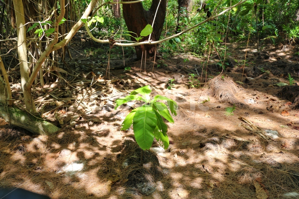 풍경,자연,야자수,정글,나무,식물,자연,plants,nature,휴식,힐링,rest,relaxation,healing