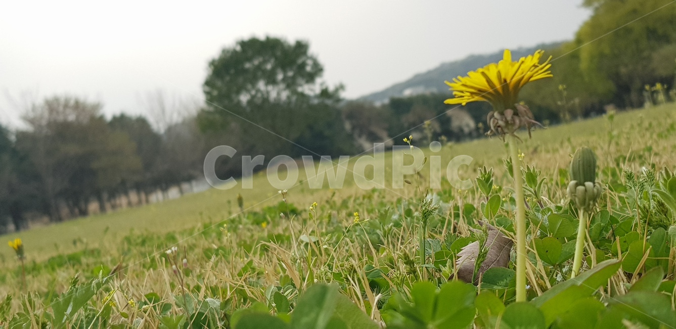 민들레,잔디,봄꽃,꽃,배경