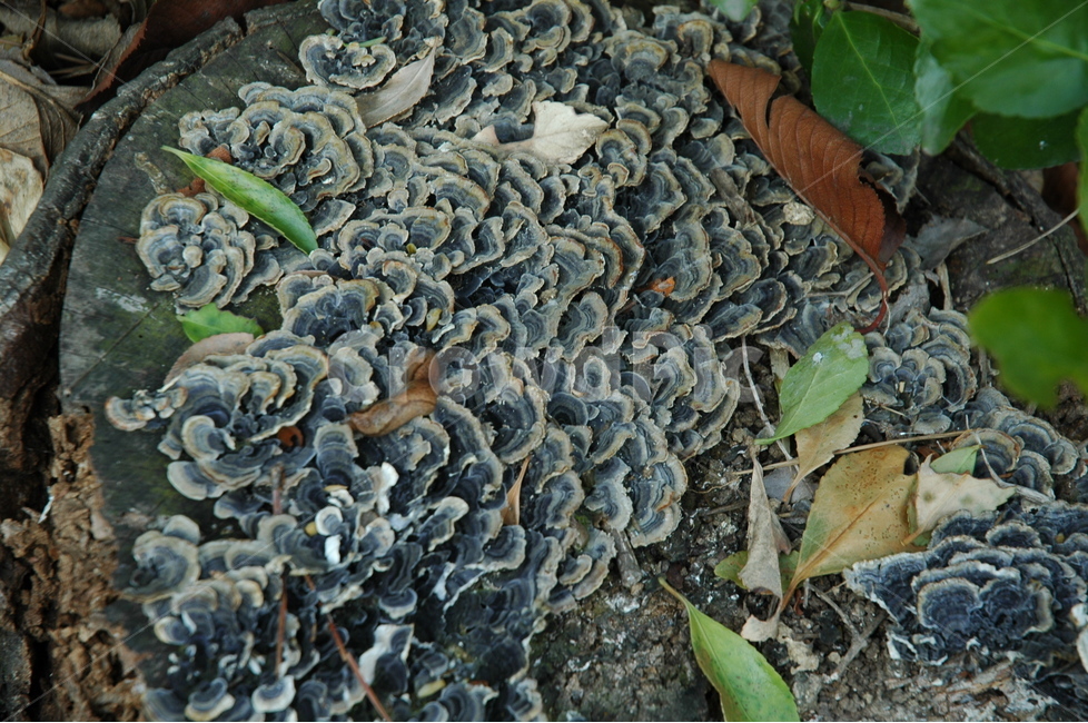 운지버섯,구름버섯,coriolus,버섯,trametesversicolor,버섯,mushroom