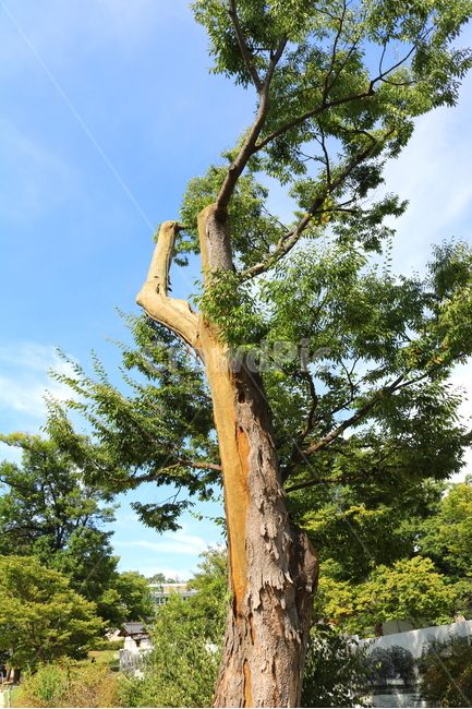 나무,하늘,자연,풍경,식물,여름,식물,자연,plants,nature,나무,trees,wood