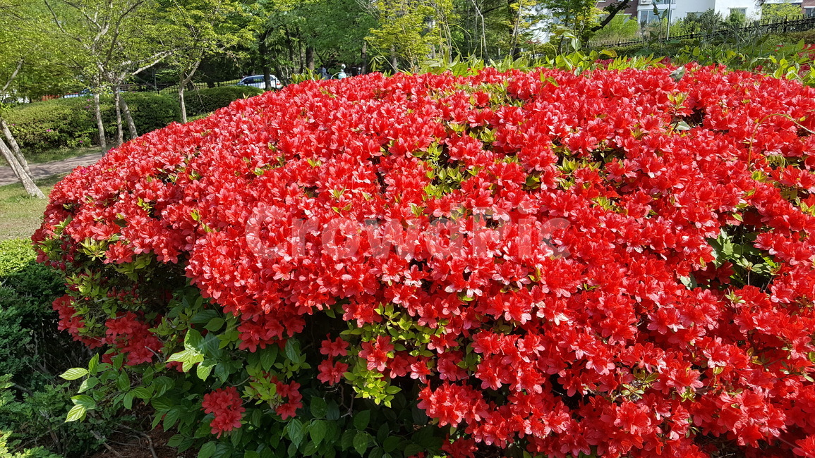 철쭉,꽃,식물,flower,조경,정원