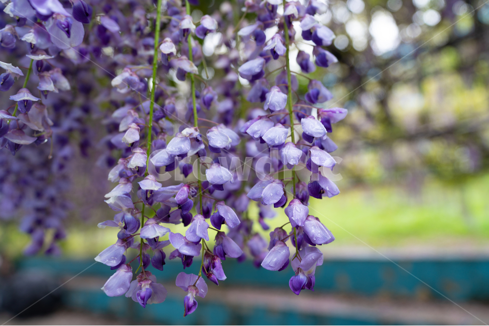 등나무꽃,보라색,풀,자연,등꽃,flower,식물,자연,plants,nature,꽃,flower