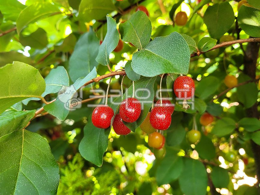 barley tree,barley fruit,Fruit,fruit,plant,food