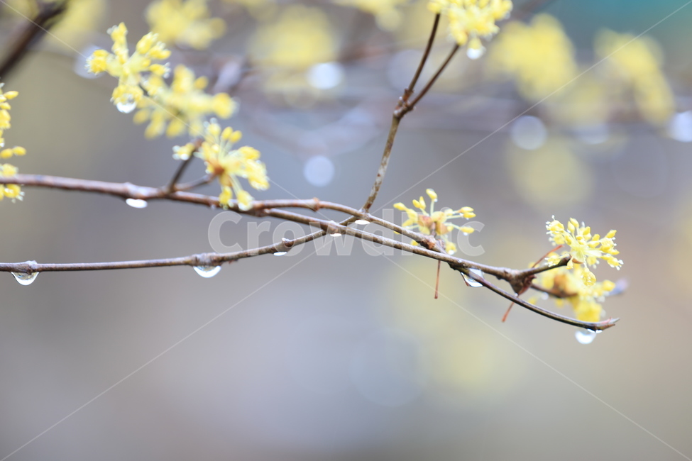 봄,산수유,하동,꽃,축제,봄,계절,spring,season,식물,자연,plants,nature,꽃,flower,plant