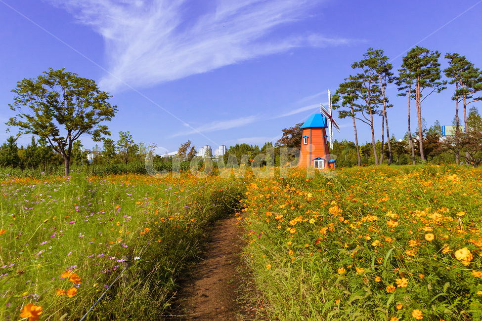 outdoors,옥외,nature,자연,flower,꽃,blossom,상동호수공원,코스모스,grassland,field