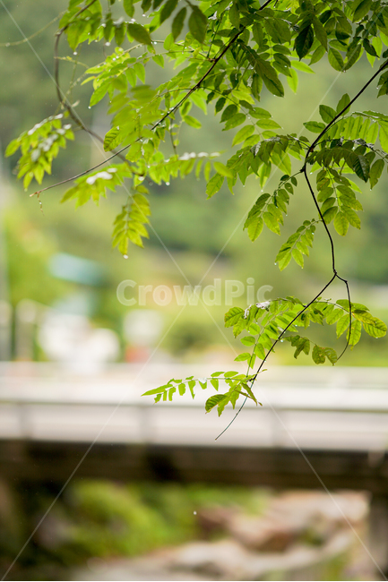 싱그러움,나뭇잎,green,leaf,녹색,자연,풍경,nature,landscape,식물,plants,잎,plant,tree,나무