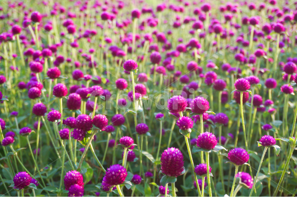 천일홍,꽃,풍경,빛,해,아침,식물,자연,plants,nature,꽃,flower