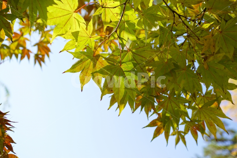 가을,autumn,fall,season,계절,단풍,나무,나뭇가지,이파리,단풍잎,자연,nature,tree,산림,삼림,숲,숲속,낙엽,한국자연,11월,November,풍경,landscape,경치,스냅,스냅사진,snap,snapshot,감성,감성사진,느낌,feel,분위기,하늘,블루,blue,sky,잎사귀,식물,자연,plants,nature