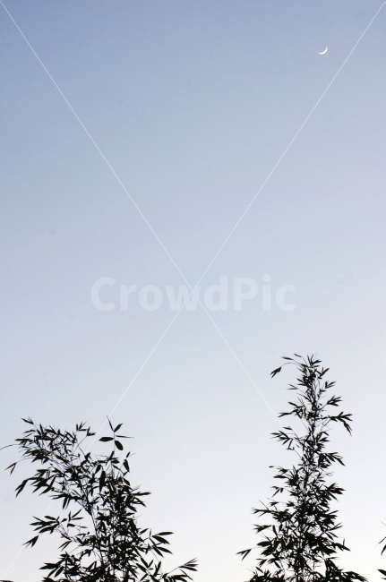 하늘,밤,나무,초생달,풍경,고요,감성,식물,야경,Nobody,Sky,Night,Moon,자연,풍경,nature,landscape,flying,나는,bird,새,animal,동물