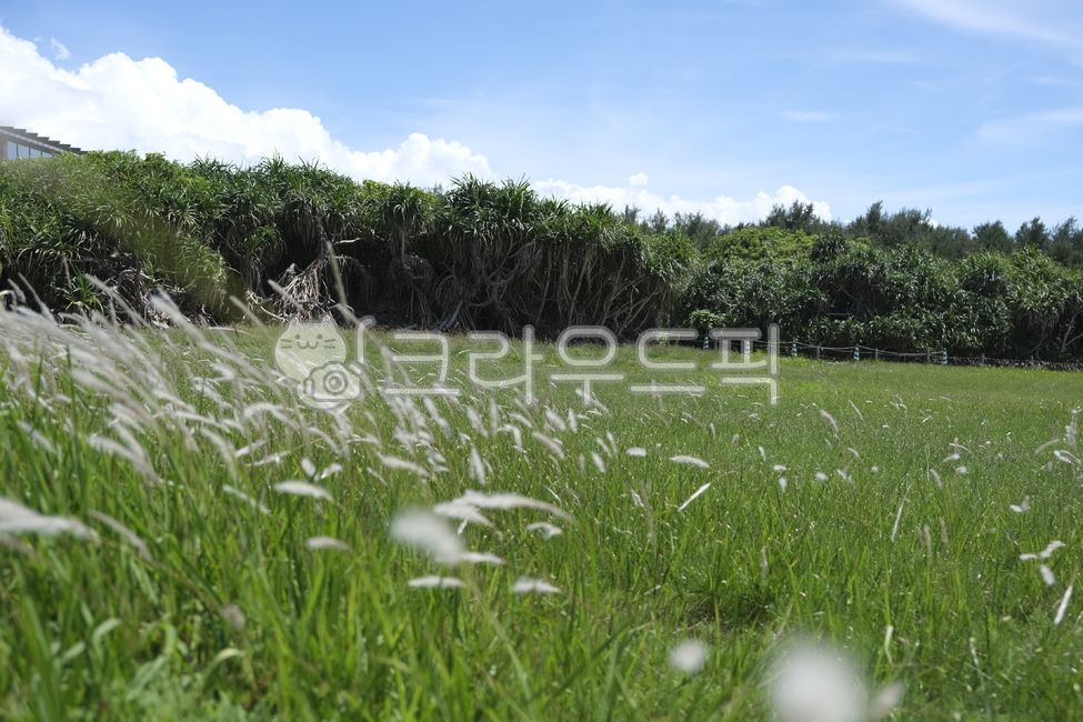 Nature,meadow,green trees,green fields,trees,summer