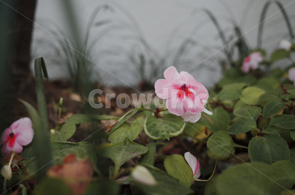 blossom,꽃,flower,식물,plant,red,빨간꽃,빨간,붉은,붉은꽃,들꽃,pink,분홍