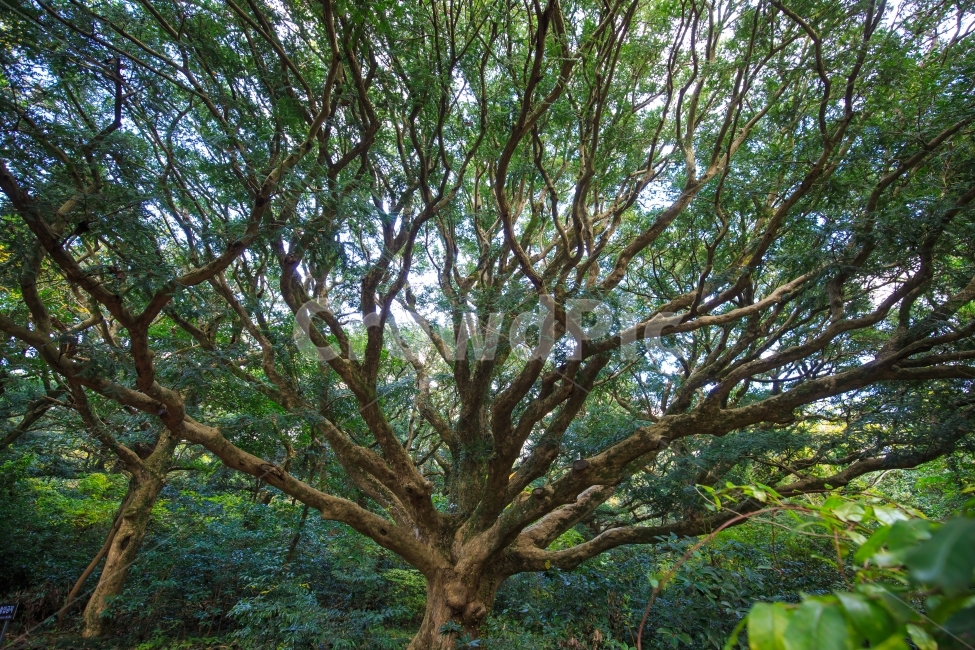 sky,splendor,in the woods,forest,green,Jeju Popularity,tree,Biology,Jeju course,Jeju attractions,Jeju Heritage,Unusual tree,scene,Amazing tree,Bijarim Forest,amazing,Jeju scenery,nutmeg tree,old tree,plant,sight