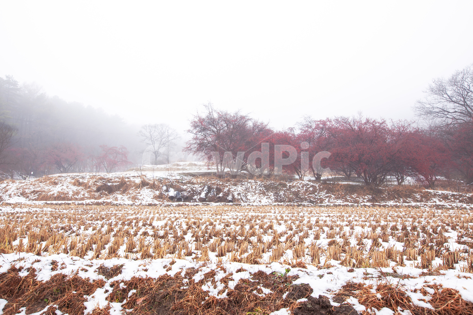 풍경,식물,산수유,마을,눈,겨울,열매,산수유열매,산수유마을,시골,농촌,나무,산수유나무,이천,재배,경작,전원,아침,눈내린,농촌마을,농경지,논,시골마을,붉은열매,새벽,야외,옥외,plant,tree,snow,winter,농업,농사,agriculture,farming,farming industry