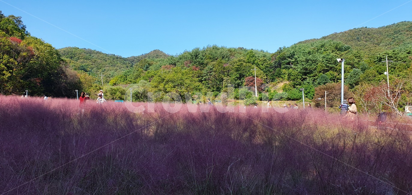 nature,자연,pinkmuhlygrass,핑크뮬리,flower,꽃