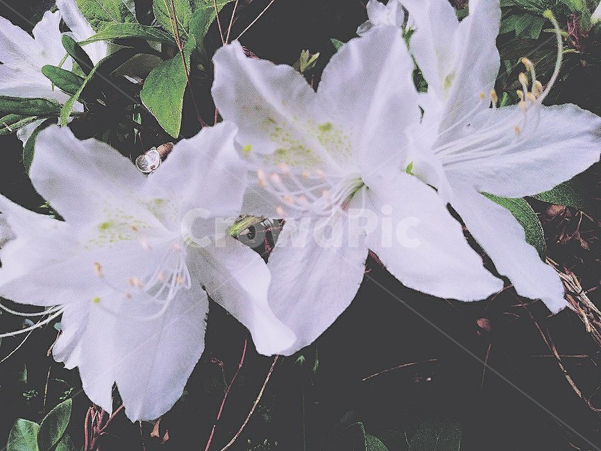 꽃,하얀꽃,봄꽃,하얀색,식물