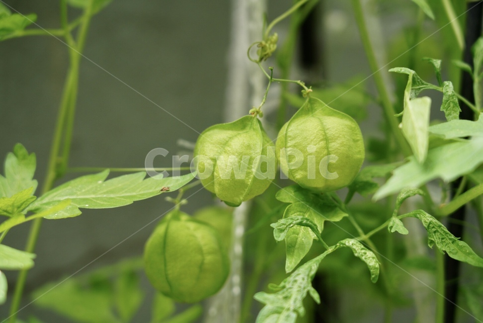 풍선,덩굴,자연,여름,계절,과일,열매,fruit,채소,야채,vegetables