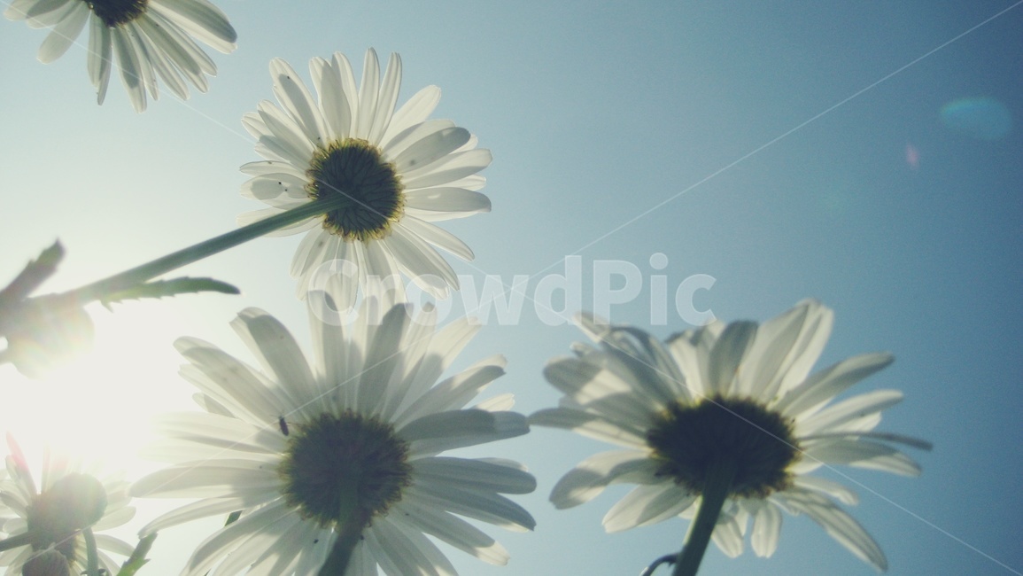 봄,꽃,야생화,파란하늘,들꽃