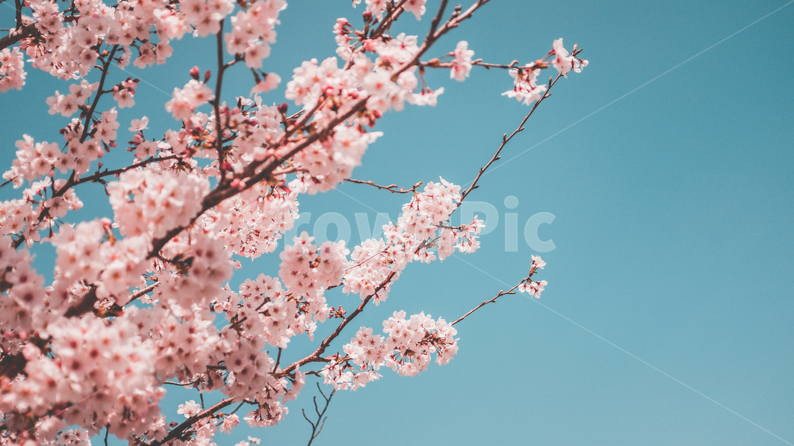 rest,pink,Cherry Blossom,color,japan,Kyoto,nature,film,film sensibility,feeling,flower,Emotional photo,spring,healing,sight,Emotion