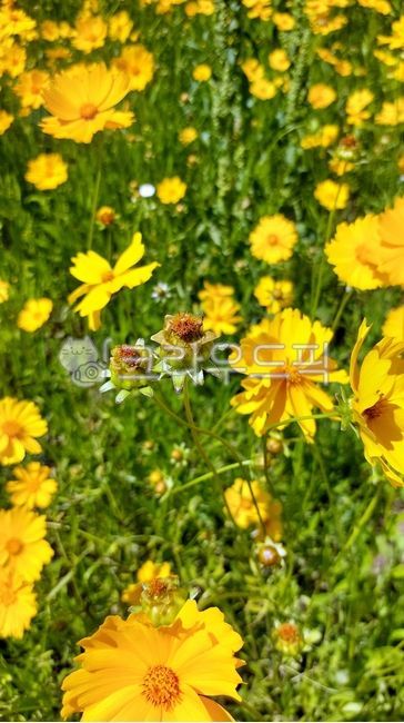 nature,vegetation,lanceolata,grassland,flower,petal,Parasitic zinnia,field,outdoors,Asteraceae,Coreopsis soup