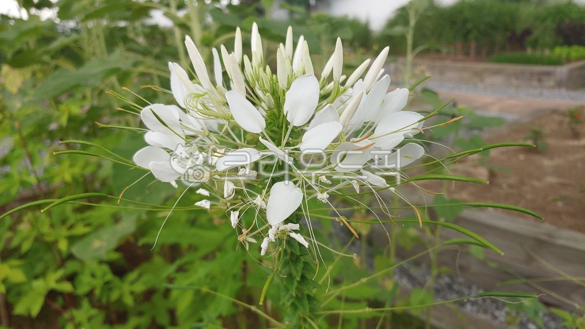풍접초,식물,plant,관상용꽃,백화채,곷,flower